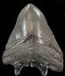 Bargain Megalodon Tooth - South Carolina #39935-1